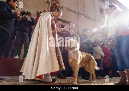 Bendicion de los animales de Sant Antoni,Palma, Mallorca, Islas Baleares, Espagne. Banque D'Images