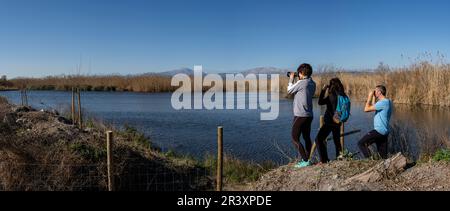 Amarador, albufera de mallorca, Majorque, Iles Baléares, Espagne. Banque D'Images