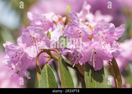 Rhododendron rubiginosum, une espèce de Rhododendron au printemps, en Allemagne Banque D'Images