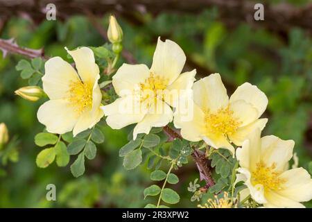 Rosa xanthina, forme hugonis, Rosa hugonis, connue sous le nom de rose du Père Hugos (rose sauvage) Banque D'Images