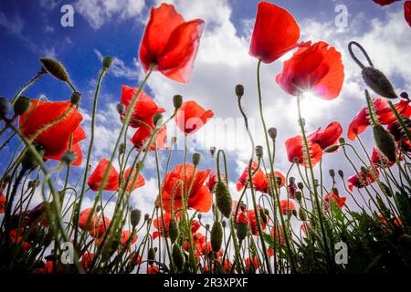 Papaver rhoeas, amapola silvestre, Porreres, Mallorca, Islas Baleares, Espagne. Banque D'Images