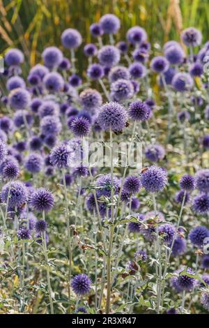 Echinops bannaticus, sort Taloop Blue, connu sous le nom de Globe Thistle, Blue globe-Thistle Banque D'Images