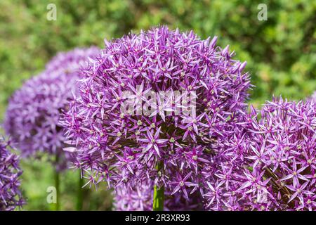 Allium christophii x Allium malleanii, 'Globemaster', oignon ornemental, oignon perse Banque D'Images