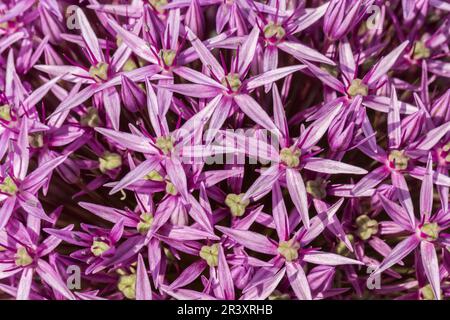 Allium christophii x Allium malleanii, 'Globemaster', oignon ornemental, oignon perse Banque D'Images