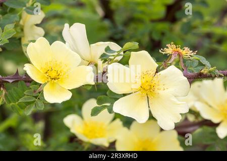 Rosa xanthina, forme hugonis, Rosa hugonis, connue sous le nom de rose du Père Hugos (rose sauvage) Banque D'Images