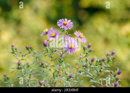 Aster novae-angliae, connu sous le nom d'Aster de la Nouvelle-Angleterre, Daisy de Michaelmas de Hairy Banque D'Images