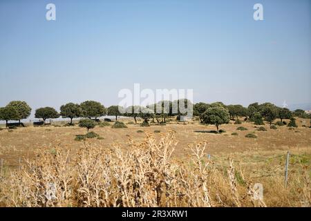 Les sols acides appauvris sans éléments nutritifs dans l'agriculture conduisent à une croissance et à la misère ahurlées Banque D'Images