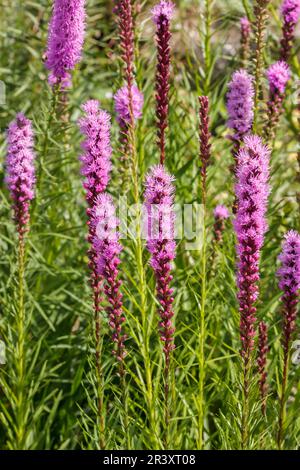 Liatris aspera, connu sous le nom d'étoile blazante, étoile blazingstar Fair, Gayfeather, plumes gayplume rugueuse Banque D'Images