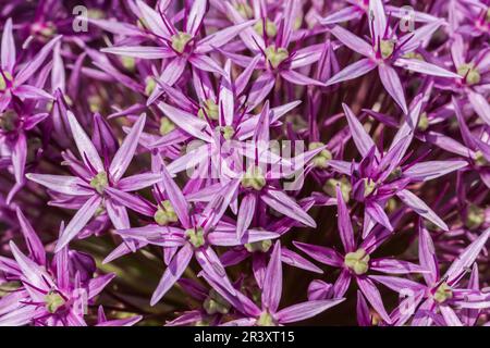 Allium christophii x Allium malleanii, 'Globemaster', oignon ornemental, oignon perse Banque D'Images