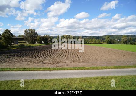 Les sols acides appauvris sans éléments nutritifs dans l'agriculture conduisent à une croissance et à la misère ahurlées Banque D'Images