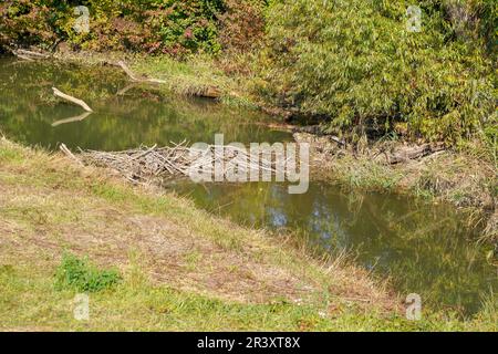Les sols acides appauvris sans éléments nutritifs dans l'agriculture conduisent à une croissance et à la misère ahurlées Banque D'Images