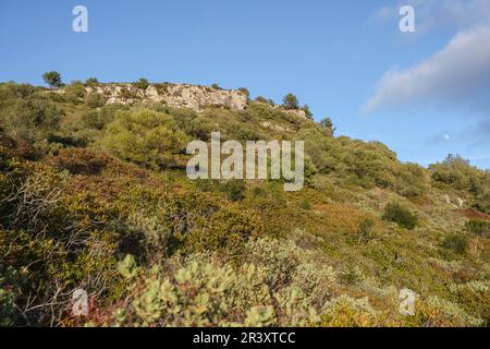 Gommage méditerranéen, Puig de Randa, Algaida, Majorque, Iles Baléares, Espagne. Banque D'Images