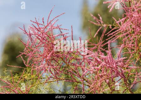 Tamarix parviflora, connu sous le nom de tamararisque de Smallflower, le Bush de Tamarisk au printemps Banque D'Images