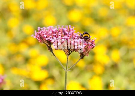 Verbena bonariensis, connue sous le nom de Purpetop vervain, joli verbena, Tail verbena, Clustertop vervain Banque D'Images