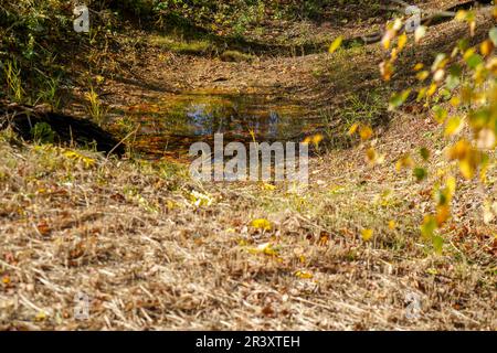 Les sols acides appauvris sans éléments nutritifs dans l'agriculture conduisent à une croissance et à la misère ahurlées Banque D'Images