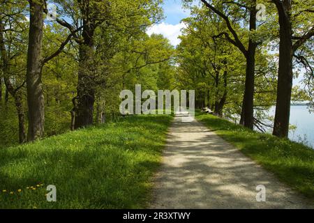 Sentier de randonnée sur le barrage de l'étang Rozmberk,Bohème du Sud,République Tchèque,Europe,Europe Centrale Banque D'Images