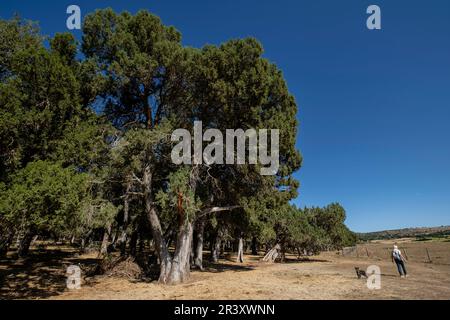 Sabinas albares (Juniperus thurifera), Espacio Natural del Sabinar de Calatañazor, Soria, Comunidad Autónoma de Castilla, l'Espagne, l'Europe. Banque D'Images