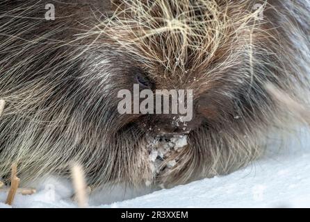 Porcupine Saskatchewan Canada Banque D'Images