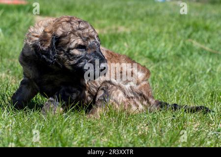 Poodle Puppies première fois dans le jardin. Banque D'Images