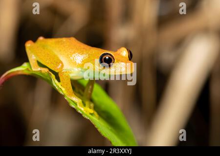 Grenouille verte à yeux brillants, Boophis viridis, Parc national d'Andasibe-Mantadia, faune de Madagascar Banque D'Images