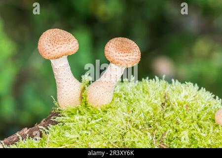 Armillaria solidipes, syn. Armillaria ostoyae, connu sous le nom de champignon du miel, champignon du miel foncé Banque D'Images