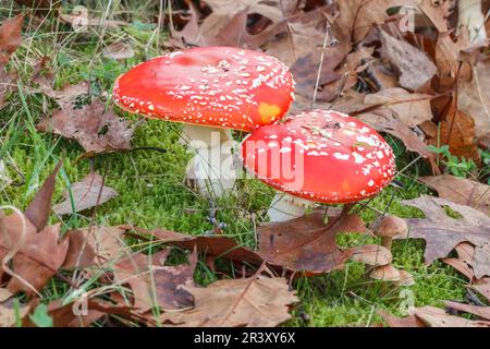 Amanita muscaria, connue sous le nom de Fly agaric, Fly amanita, Fly champignon Banque D'Images