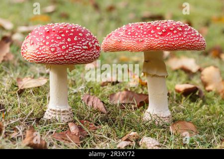 Amanita muscaria, connue sous le nom de Fly agaric, Fly amanita, Fly champignon Banque D'Images