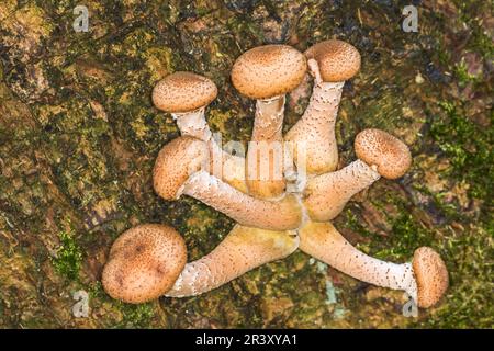 Armillaria solidipes, syn. Armillaria ostoyae, connu sous le nom de champignon du miel, champignon du miel foncé Banque D'Images