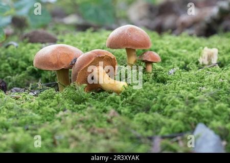 Chalciporus piperatus, syn. Boletus piperatus, connu sous le nom de boléte poivré Banque D'Images