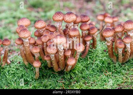 Armillaria solidipes, syn. Armillaria ostoyae, connu sous le nom de champignon du miel, champignon du miel foncé Banque D'Images