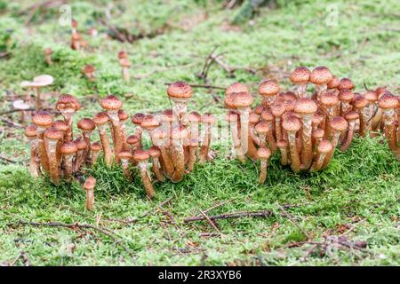 Armillaria solidipes, syn. Armillaria ostoyae, connu sous le nom de champignon du miel, champignon du miel foncé Banque D'Images