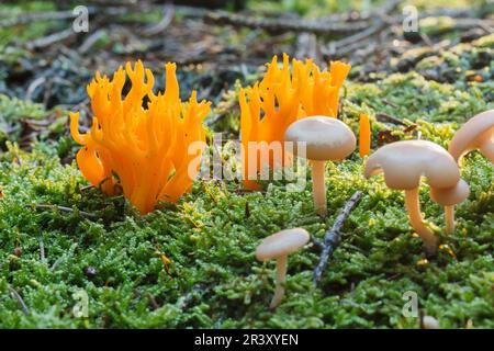 Calocera viscosa, connu sous le nom de la stagshorn jaune, Stagshorn Banque D'Images
