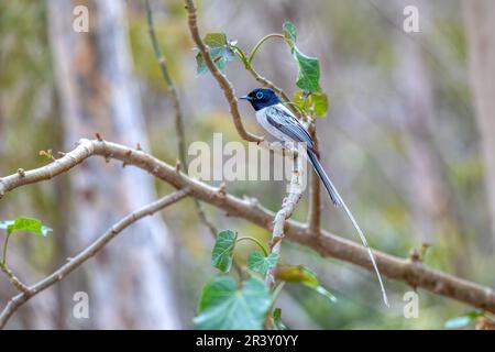 Malgache paradis flycatcher, Terpsiphone mutata, Kirindy forêt Madagascar Banque D'Images