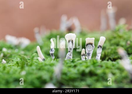 Xylaria hypoxylon, connu sous le nom de champignon Candlestick, champignon Candlesnuff, champignon Candle-Snuff Banque D'Images