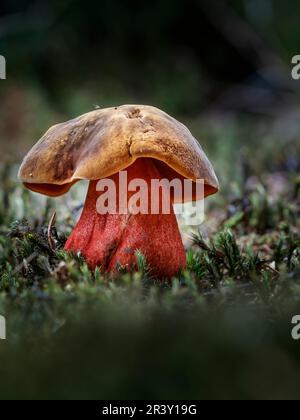 Neobuletus erythropus, (syn. Boletus erythropus, Boletus luridiformis), connu sous le nom de bolete à tige en pointillés Banque D'Images