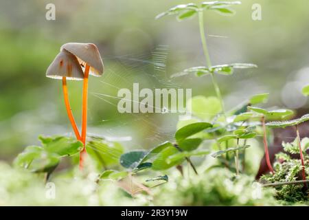 Mycena crocata, connue sous le nom de capot Saffrondrop, capot Saffon-drop en automne Banque D'Images