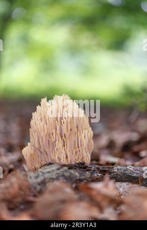 Ramaria stricta, connue sous le nom de corail droit, corail à branche stricte, champignons de corail Banque D'Images