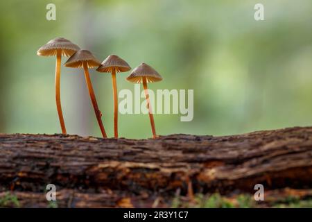 Mycena crocata, connue sous le nom de capot Saffrondrop, capot Saffon-drop en automne Banque D'Images