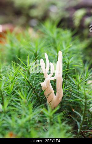 Xylaria hypoxylon, connu sous le nom de champignon Candlestick, champignon Candlesnuff, champignon Candle-Snuff Banque D'Images