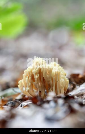 Ramaria stricta, connue sous le nom de corail droit, corail à branche stricte, champignons de corail Banque D'Images