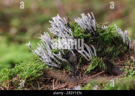 Xylaria hypoxylon, connu sous le nom de champignon Candlestick, champignon Candlesnuff, champignon Candle-Snuff Banque D'Images