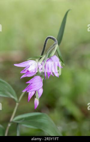 Cephalanthera rubra, connu sous le nom d'helléborine rouge Banque D'Images