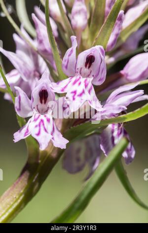 Dactylorhiza maculata, subsp. Fuchsii, connu sous le nom d'orchidée tachetée commune Banque D'Images