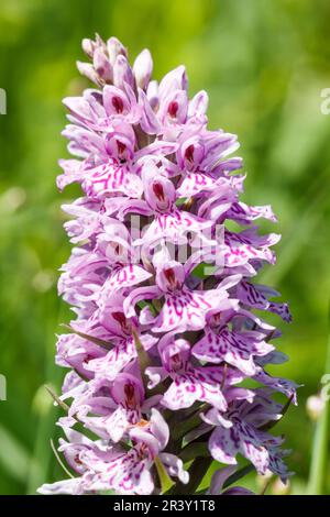 Dactylorhiza maculata, subsp. Fuchsii, connu sous le nom d'orchidée tachetée commune Banque D'Images