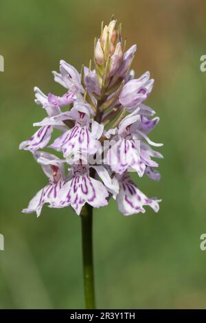 Dactylorhiza maculata, subsp. Fuchsii, connu sous le nom d'orchidée tachetée commune Banque D'Images