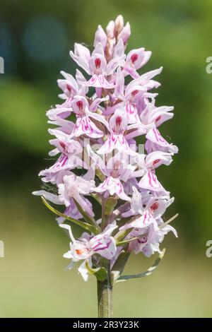 Dactylorhiza maculata, subsp. Fuchsii, connu sous le nom d'orchidée tachetée commune Banque D'Images