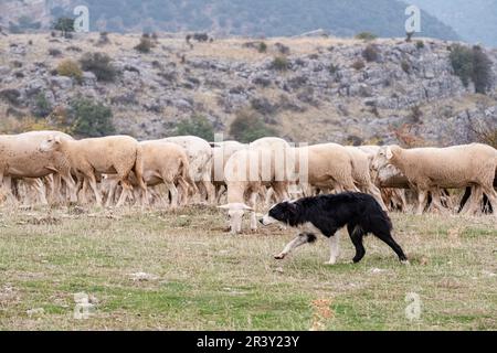 Chien de berger menant un troupeau de moutons Banque D'Images