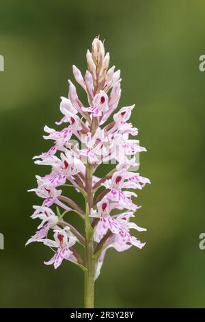 Dactylorhiza maculata, subsp. Fuchsii, connu sous le nom d'orchidée tachetée commune Banque D'Images