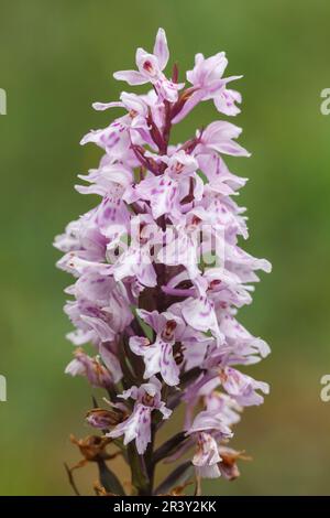 Dactylorhiza maculata, subsp. Fuchsii, connu sous le nom d'orchidée tachetée commune Banque D'Images