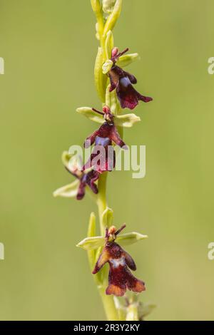 Ophrys insectifera, connu sous le nom d'Orchid de mouche, ophrys portant des insectes Banque D'Images